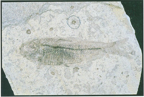 1500万年前の魚の化石－ミヤノシタサッパ－（040号速報） - 徳島県立博物館