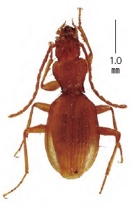 徳島県産地下性・洞窟性の昆虫類（124号館蔵品紹介） - 徳島県立博物館