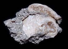 カルサイト化した化石が光る