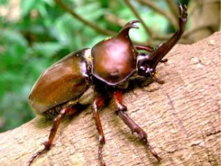 カブトムシ飼育記