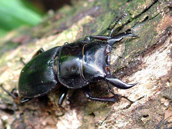 超特大 野外採集品 サキシマヒラタ 77.0㎜ 超特大【野外採集品】石垣島産