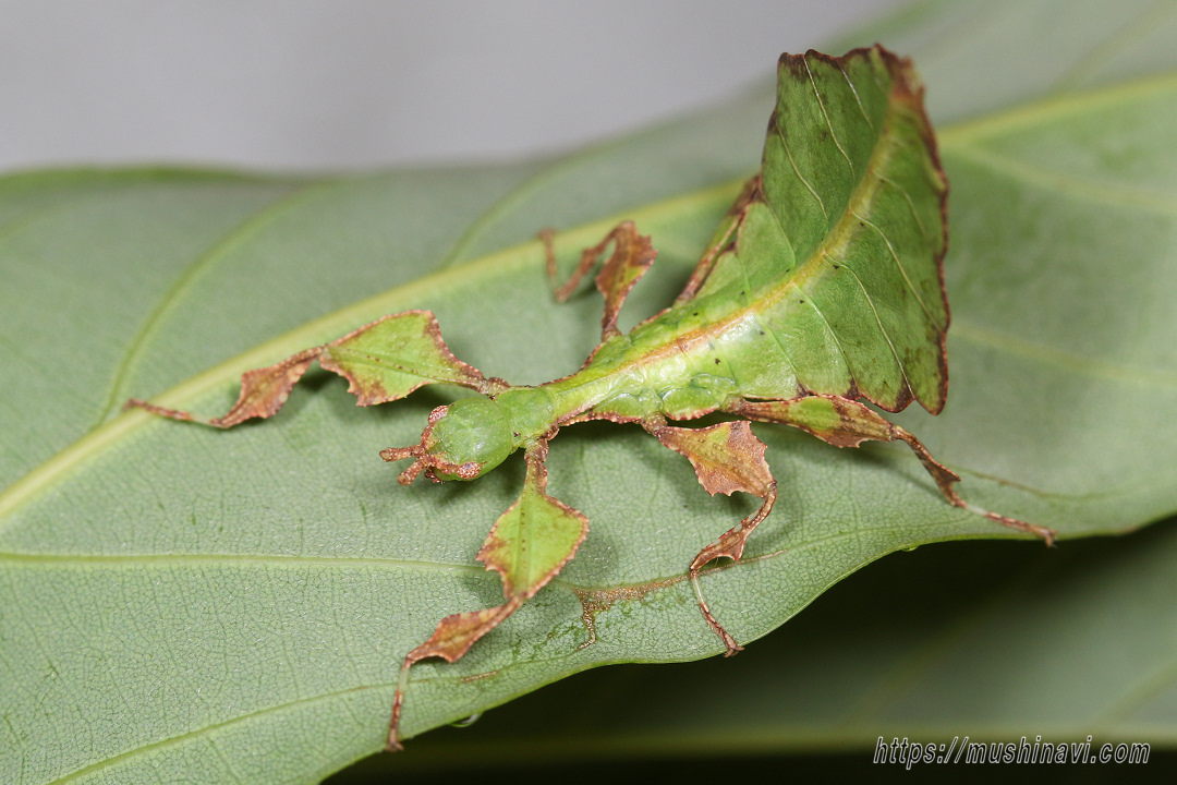 オオコノハムシ 標本 745 Phyllium giganteum 昆虫 アフリカメダマ