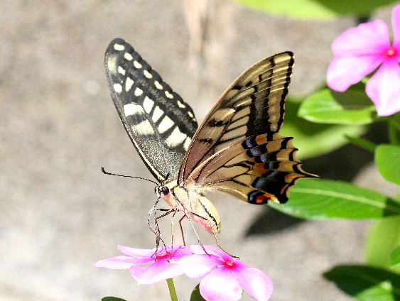 キアゲハ（1オス・中国/海南島産） 【公式通販】