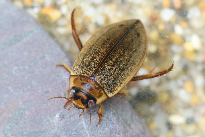 ヒメゲンゴロウ