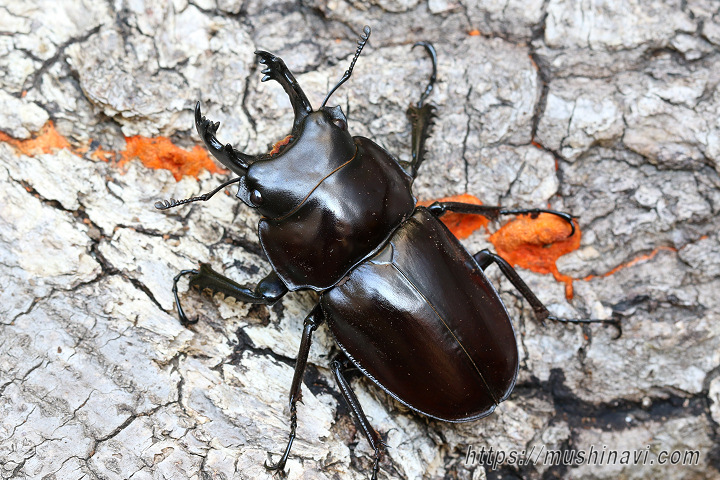 ヤエヤママルバネクワガタ