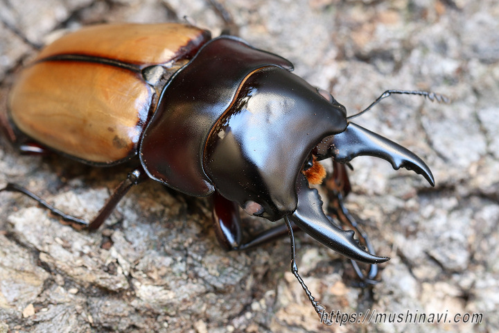 ナカジ ラフェルトノコギリクワガタ ハスタートノコギリクワガタ 2匹
