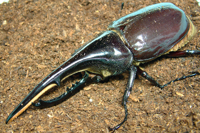 ヘラクレスオオカブト ブルータイプ 標本 標本】H・ヘラクレス ブルー