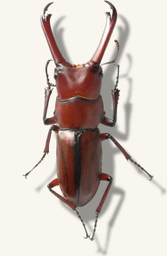 クワガタ図鑑-エレガンスセスジコクワガタ（エレガンスクワガタ）