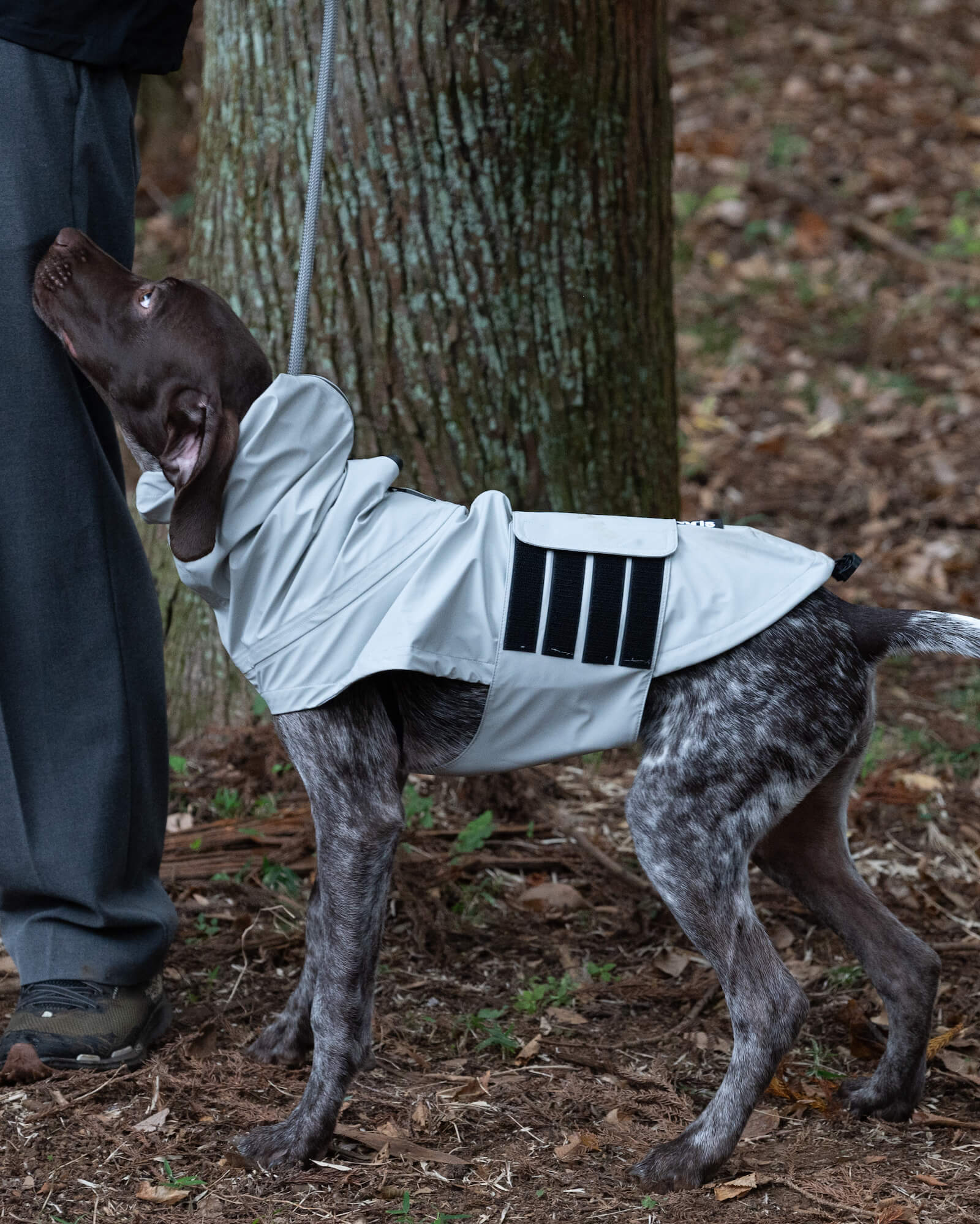 Gris 犬用レインコート Sグレー 【公式通販】