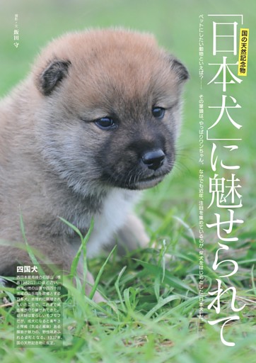 MAGU】一点物の革製品犬32犬種コンプリートSET キーホルダー