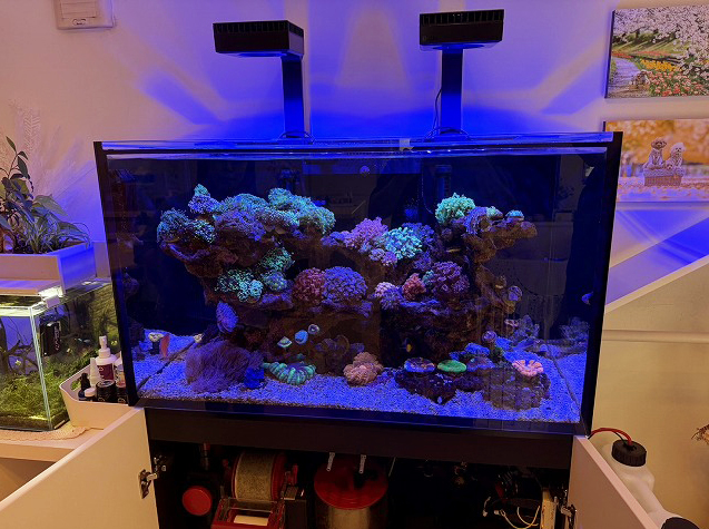 LPSが咲き誇るREEFER250サンプオーバーホール | 生麦海水魚センター