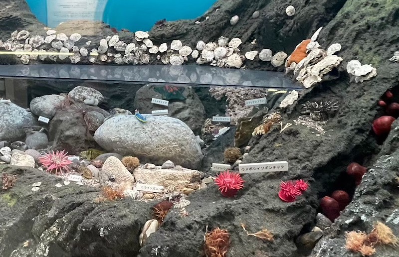 はななのフィッシュ日和＊29『真鶴町立遠藤貝類博物館』