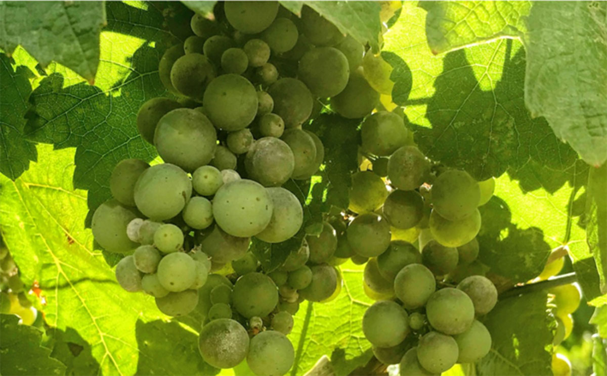 270体限定 2008 ビバリーホワイトさん サイン入り ダッフィー グリーン