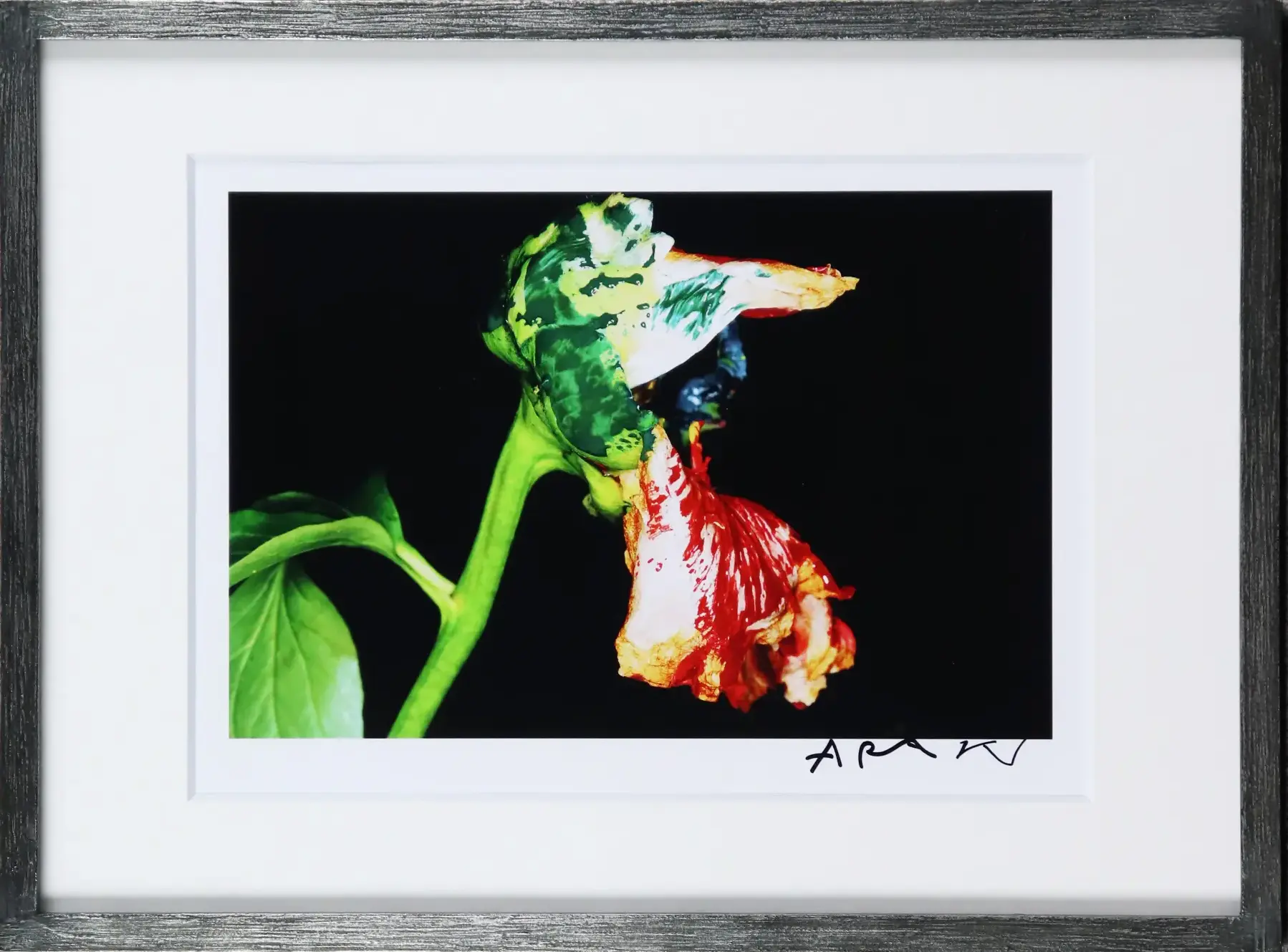 荒木経惟 写真作品 花 サイン入 額装