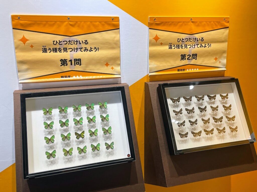 ▽Ca右318▽ レア パチンコ 特殊景品 昆虫 標本 蝶 蛾 14点まとめ