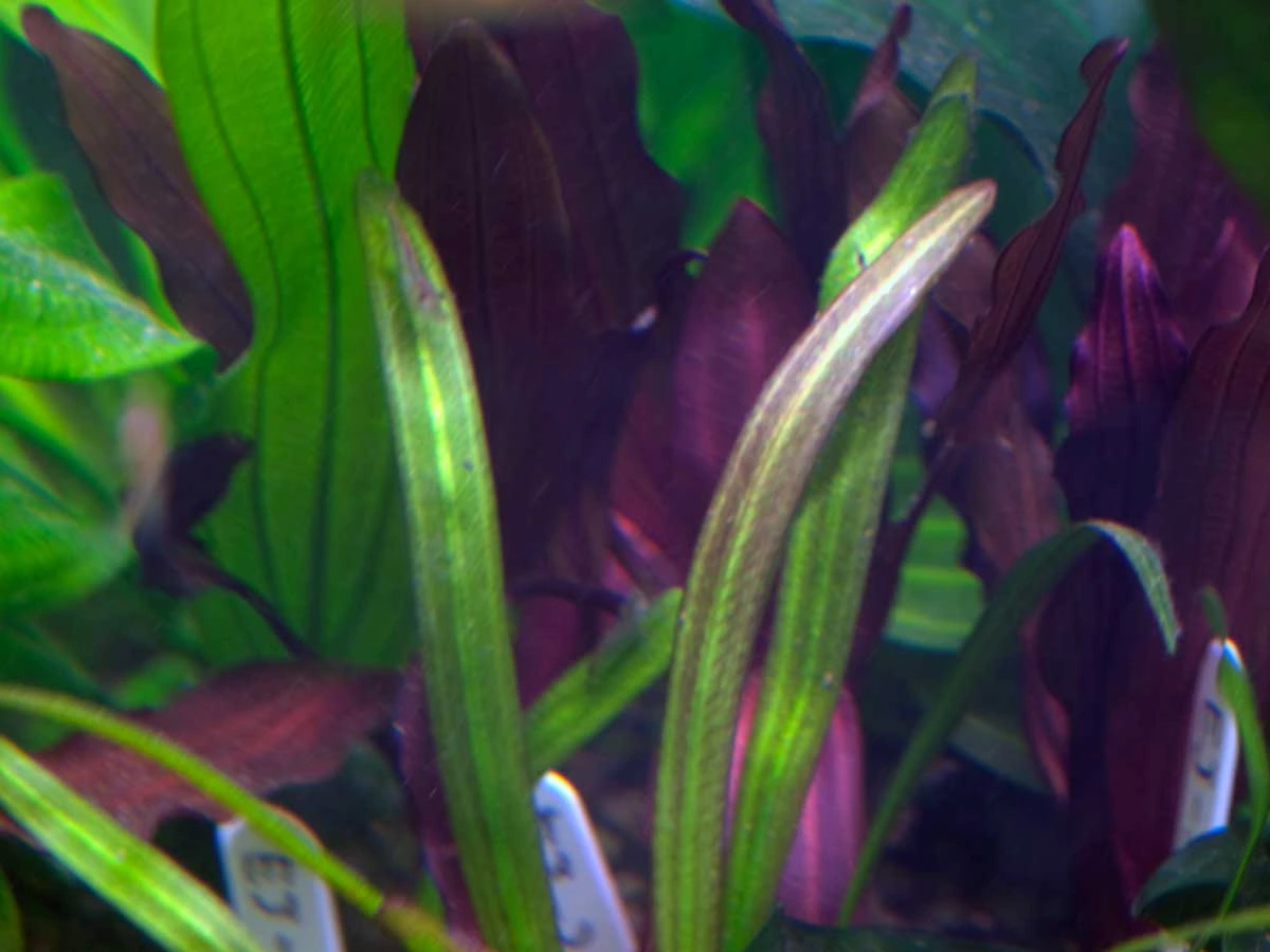 エキノドルス ホレマニー ブラッドレッド② エキノドルス ホレマニー