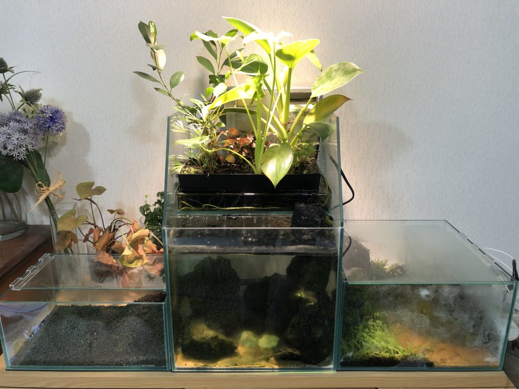 アクアポニックスでレッドビー飼育│Nature at Home