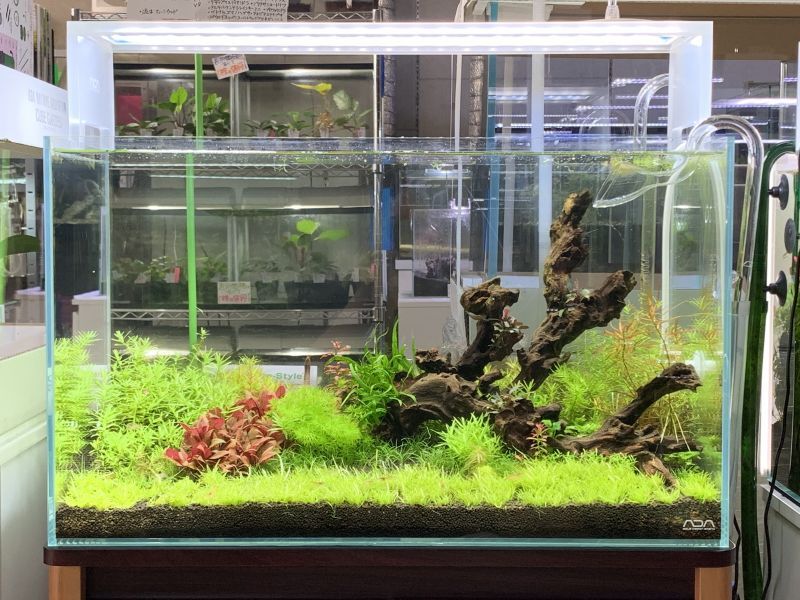 ADA キューブガーデン スペリア60cm(マット・フック付) ADA キューブ