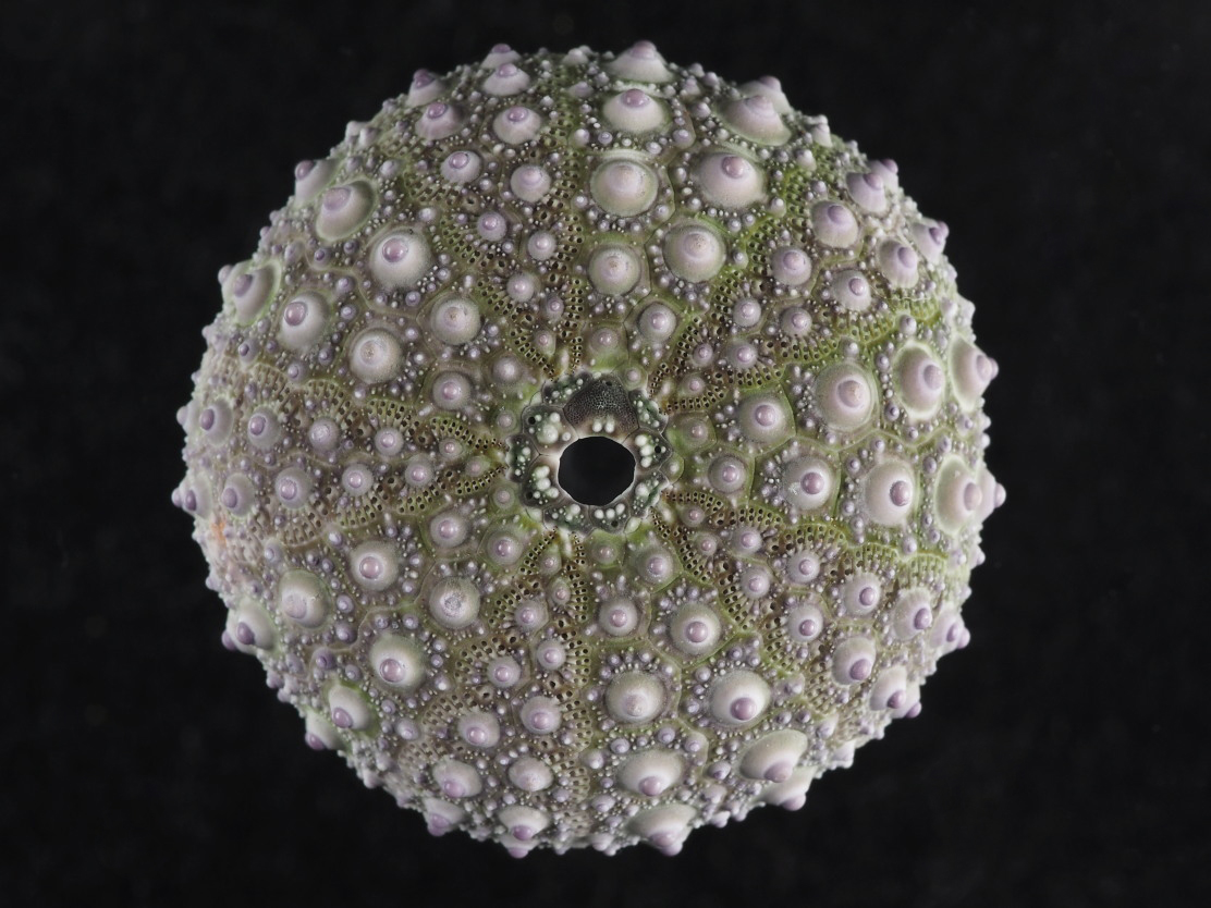 Microcyphus Rousseaui ウニ 殻 標本 Microcyphus Rousseaui ウニ 殻