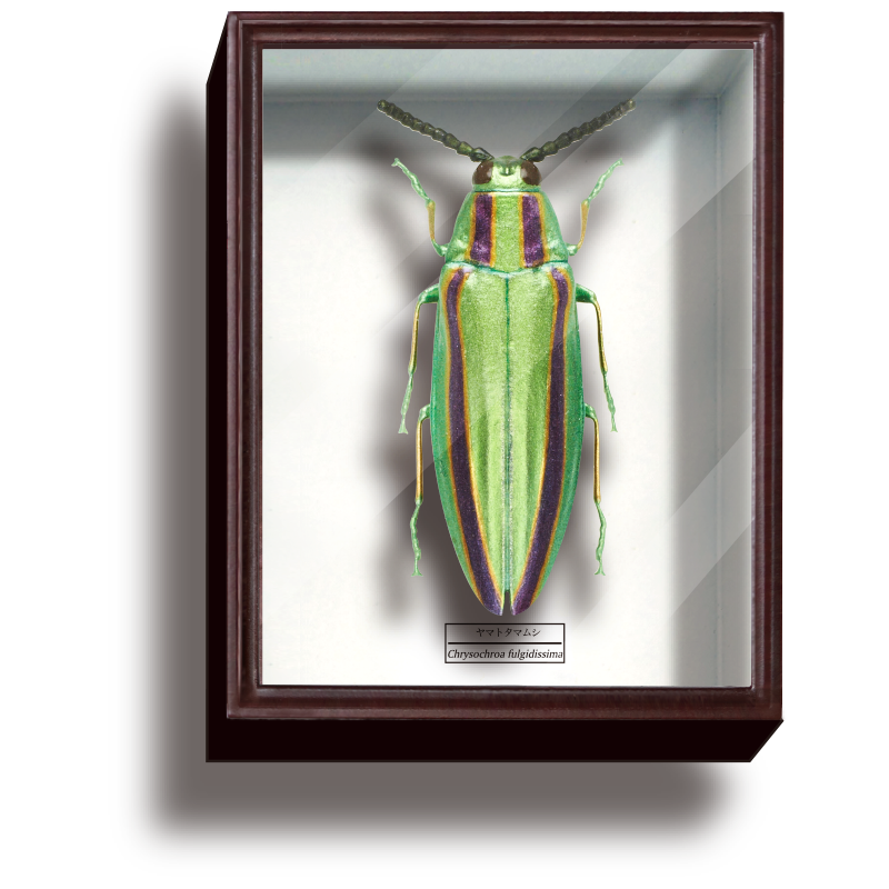 昆虫類 蝶 標本 3箱セット□大型標本箱 ドイツ箱 桐箱 展示