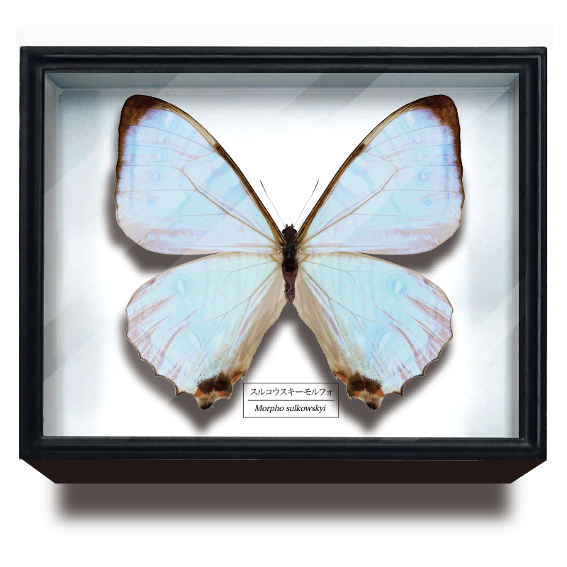 蝶の標本 モルフォの世界(特特1) Amazon | 美しい蝶の標本 世界で最も