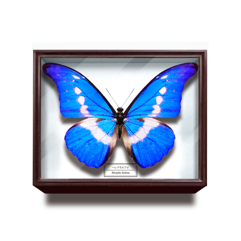 ドイツ箱マグネットコレクション – ネイチャーテクニカラー公式