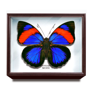 ドイツ箱マグネットコレクション2 – ネイチャーテクニカラー公式