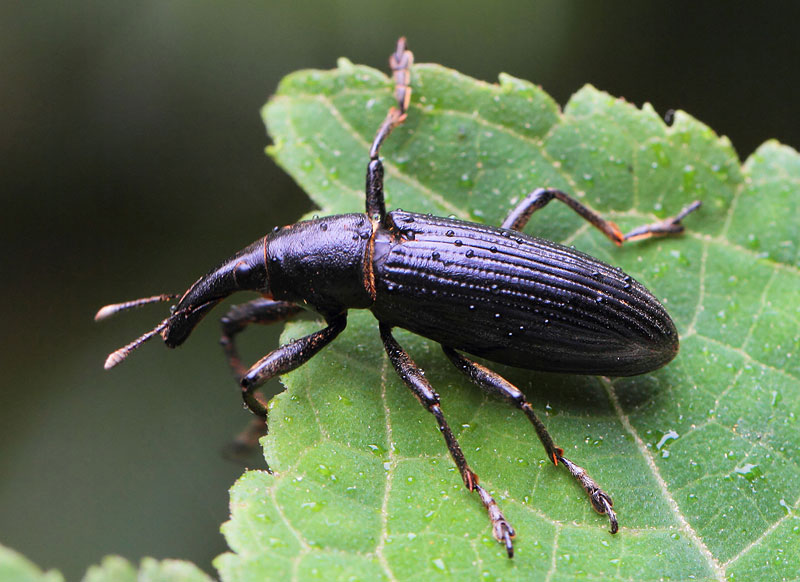 第86回 意外なところで見つけたゾウムシ | ナショナル ジオ