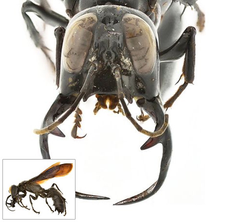 巨大な顎の新種のハチ、インドネシア | ナショナル ジオグラフィック