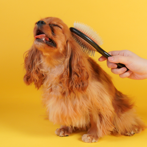 数量限定】魔法のペットブラシ SHARR 【4月中お届け予定】 – NENE's store