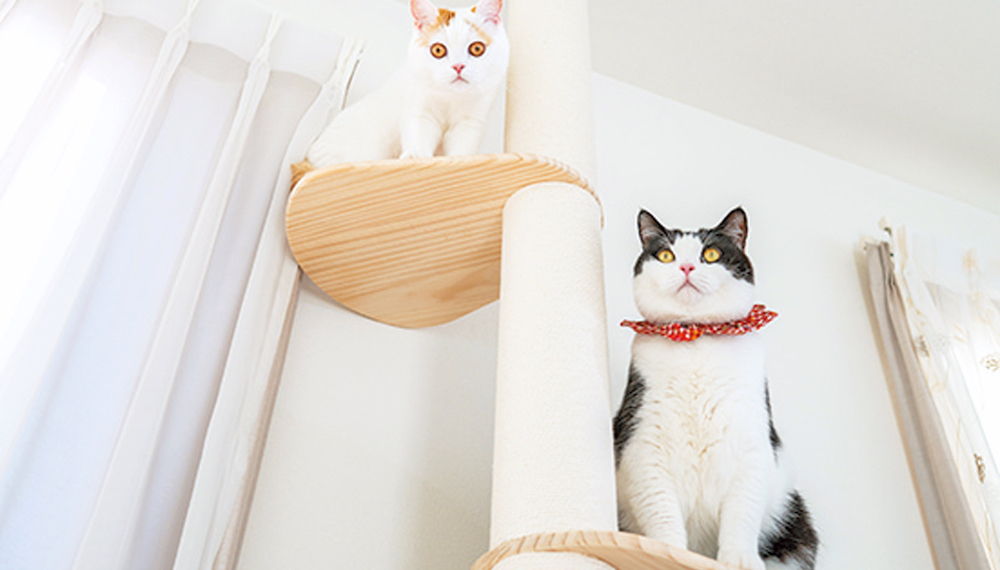 すみずみまで猫と人にやさしいキャットタワー