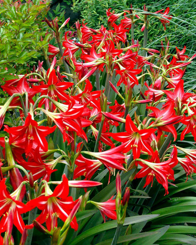St. Joseph's Lily is Alive and Thriving - Neil Sperry's GARDENS