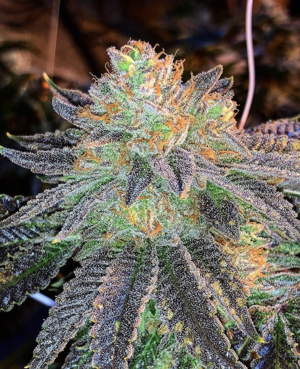 L.A. Zkittlez F2 Strain | 