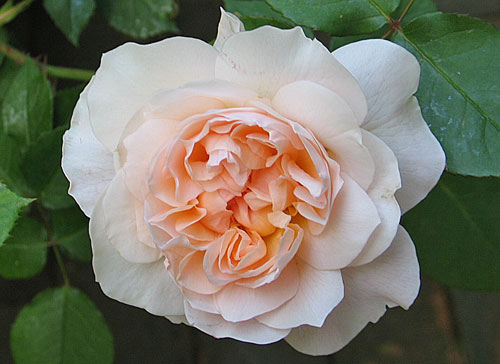 メアリーマグダレン パピヨンローズコサージュ パウダーピーチ