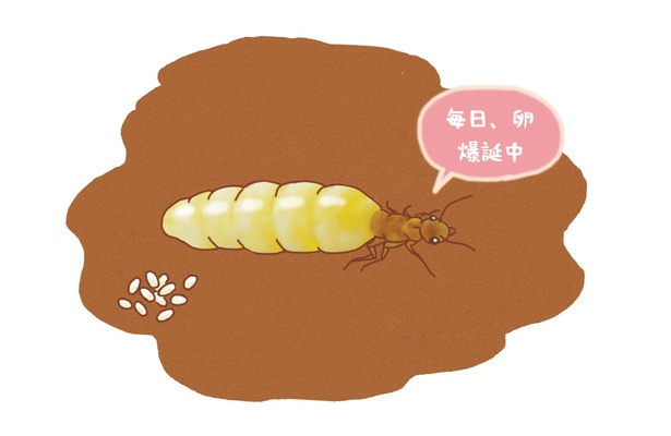 シロアリの女王は毎日卵を産み続ける(第26回)｜ウォーカープラス