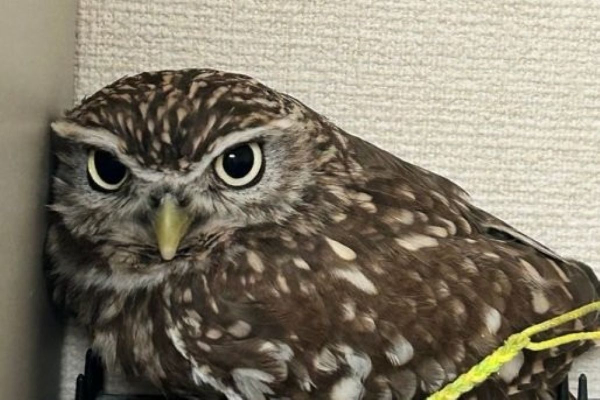 自宅にある「まさかの場所」でくつろぐフクロウ 思わず「痛くないの