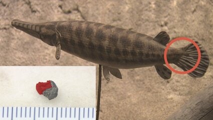アジア初” 熊本県で古代魚『ガー』の化石見つかる 約9000万年前に生息