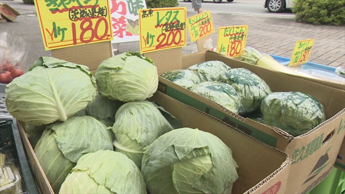 平年並みの相場になってきた」野菜の価格落ち着く キャベツ1玉、一時は