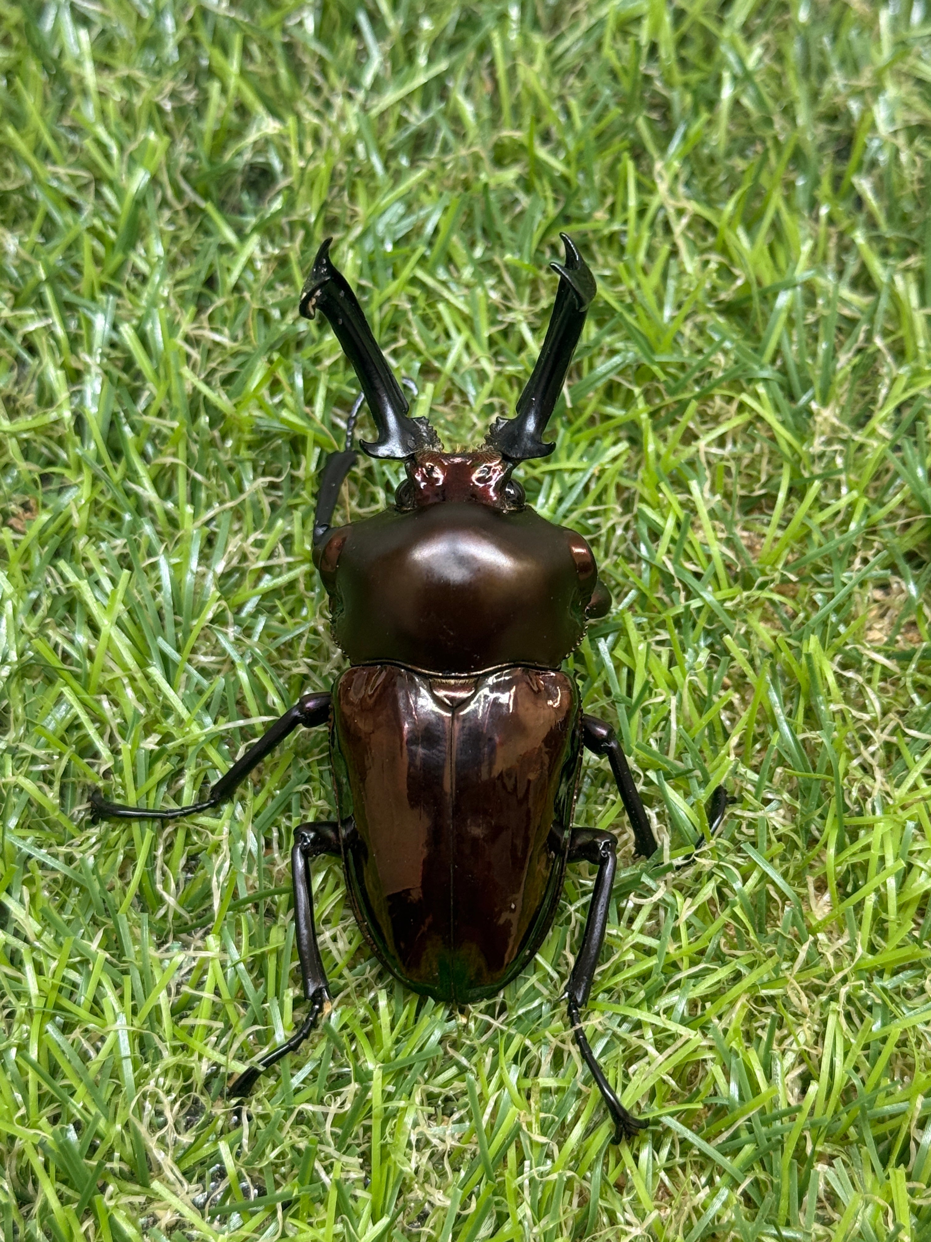 ニジイロクワガタ ♂62mm成虫ペア – 昆虫ショップNexus