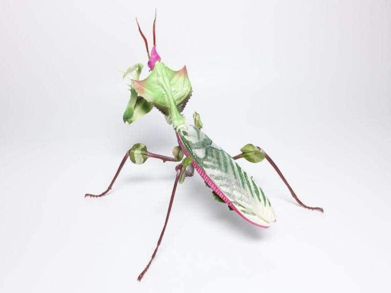 花滝】1円スタート ニセハナマオウカマキリ オス 標本