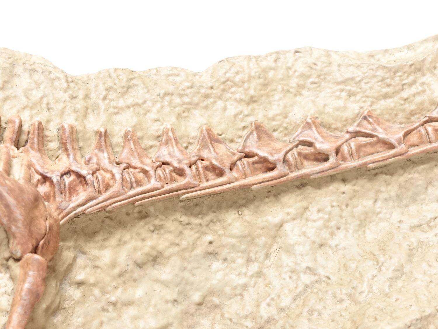 海洋堂高知 パタゴティタン骨格レリーフモデル