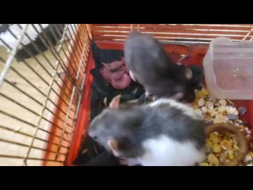 人気の「ラット」動画 228本 - ニコニコ動画