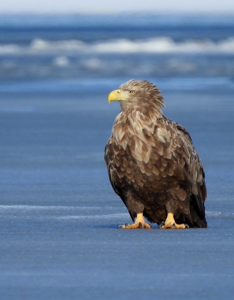 COOLPIX P1100 野鳥撮影クイックガイド | ニコン