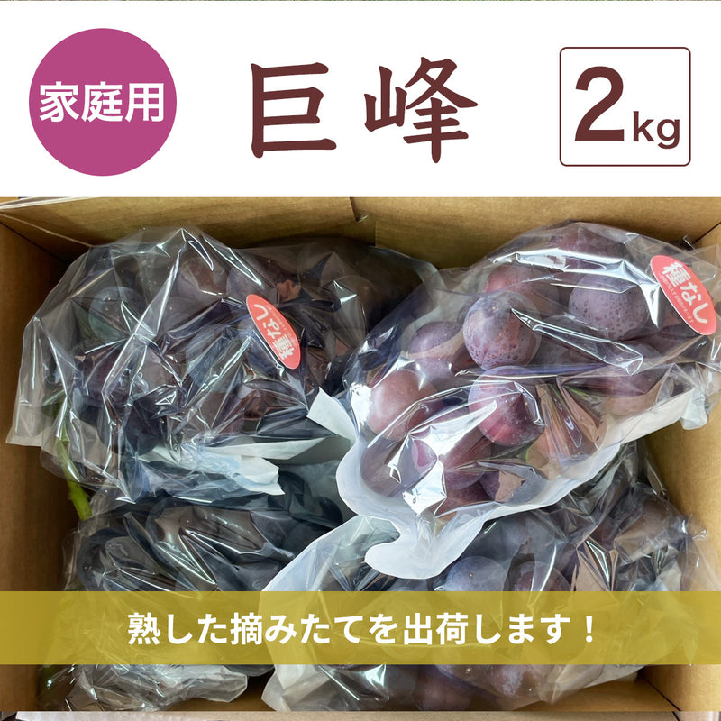 ぶどう 【つぶらぶどう園】 家庭用 巨峰 種無し 2kg 栃木県栃木市