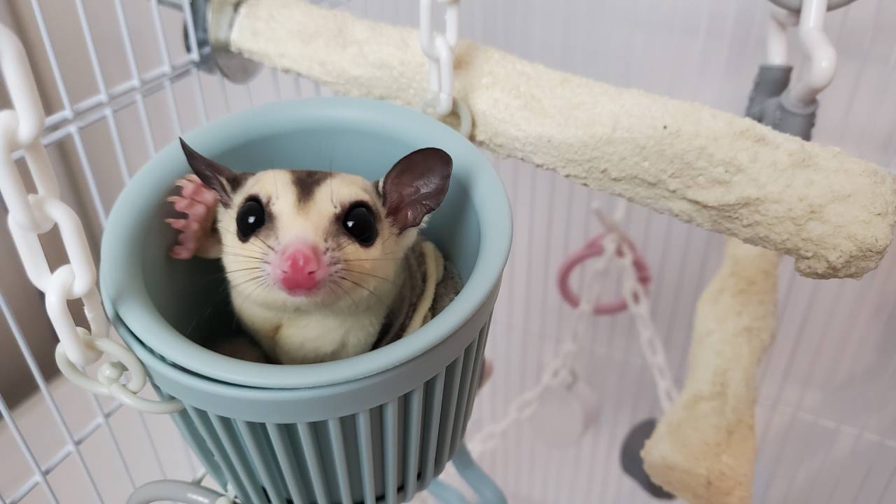 東京のフクロモモンガ専門店、のびも15～完全予約制について～ | 豊富