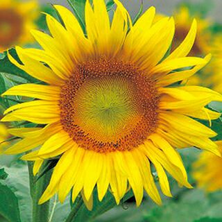 000000019031-01-l.jpg?t=