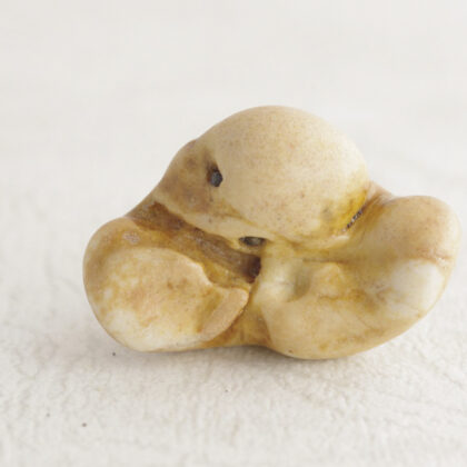 イルカの耳骨 – NPO法人なの花会