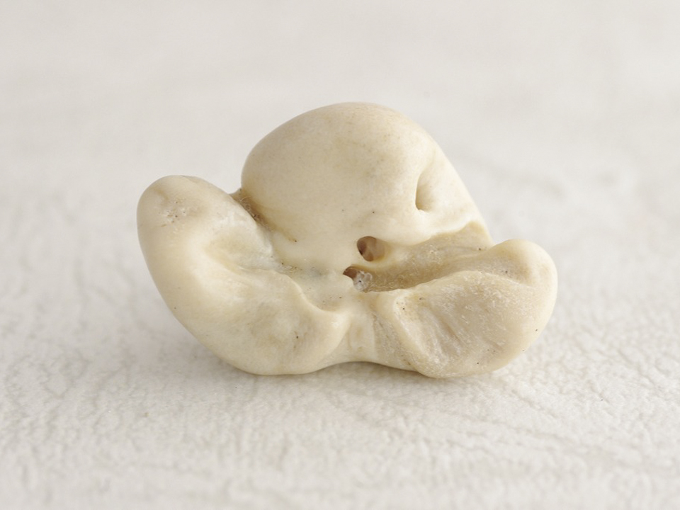 イルカの耳骨 W6-08 – NPO法人なの花会