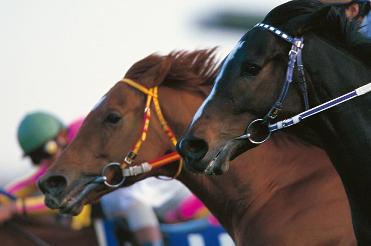 調教師たちの回想］1999 有馬記念 グラスワンダー＆スペシャルウィーク