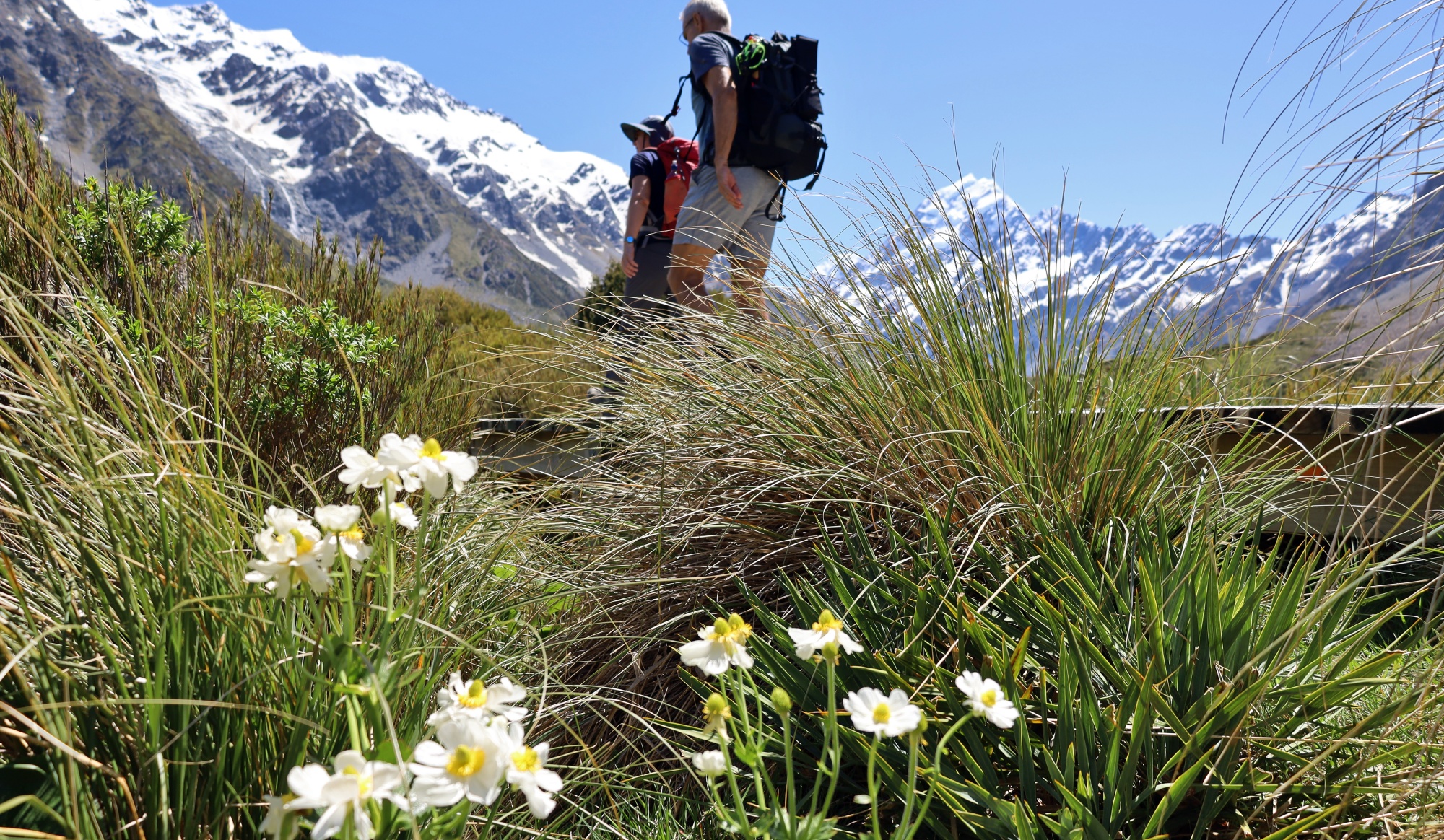 マウントクックフッカーバレーで11月に見られたNZ原生の高原の花8種